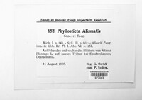 Phyllosticta alismatis image